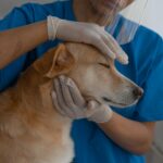 Veterinarian carefully checks and comforts a dog in a clinic environment.